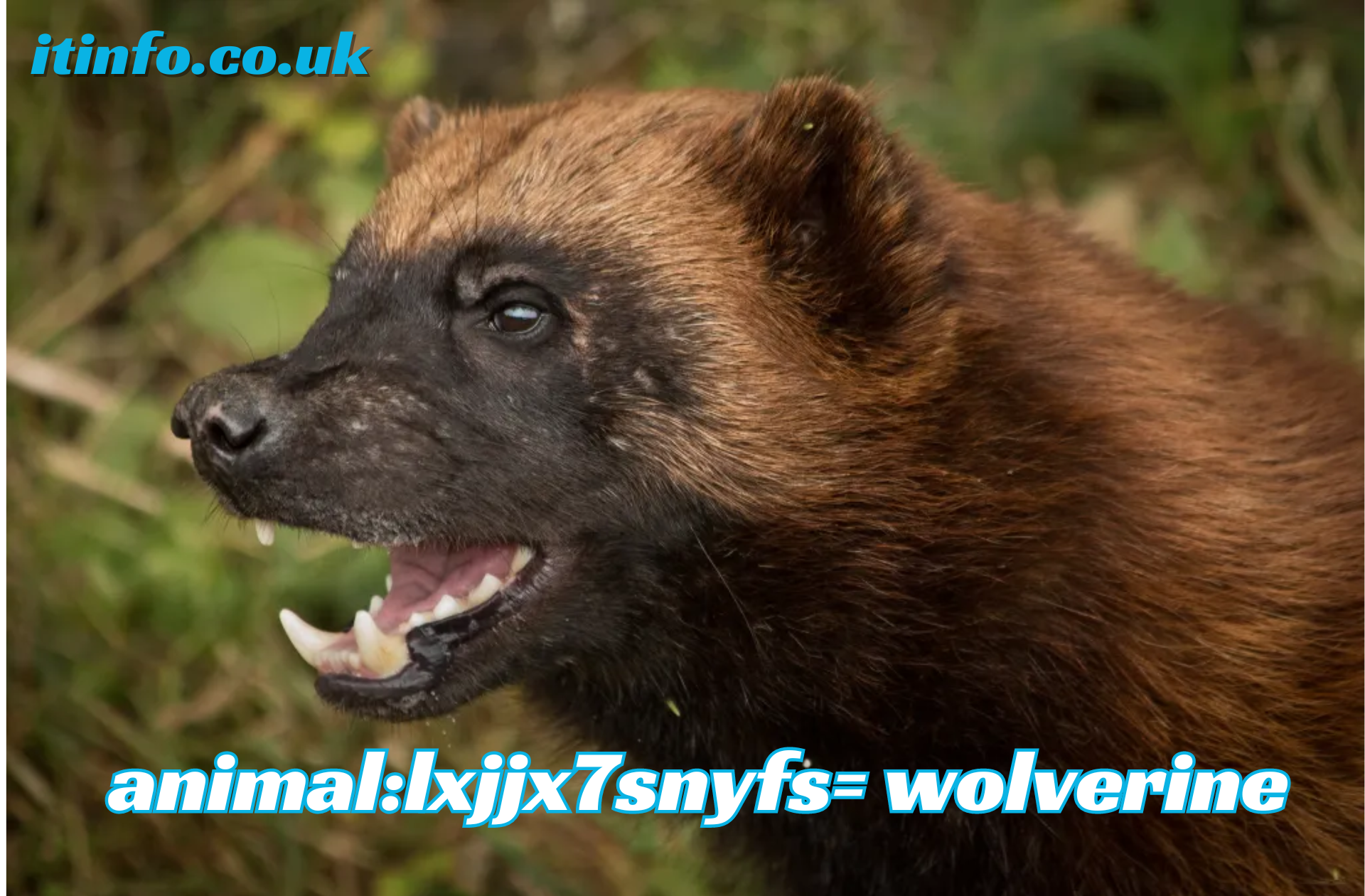 animal:lxjjx7snyfs= wolverine