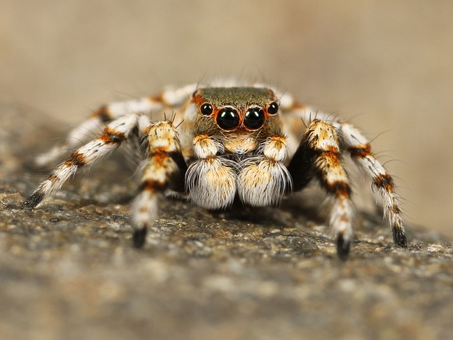 Cute:2hdertbz4ik= Spider: The Fascinating World of Adorable Arachnids