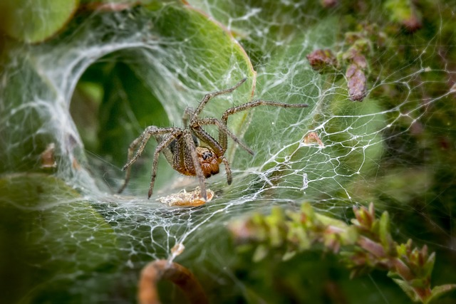 Cute:2hdertbz4ik= Spider: The Fascinating World of Adorable Arachnids